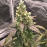 Auto Mamba Negra feminised Ganja Seeds Auto Mamba Negra feminised Ganja Seeds