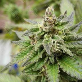 Auto Kabala feminised Seeds of Life