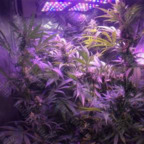 Acapulco Gold feminised Barneys Farm