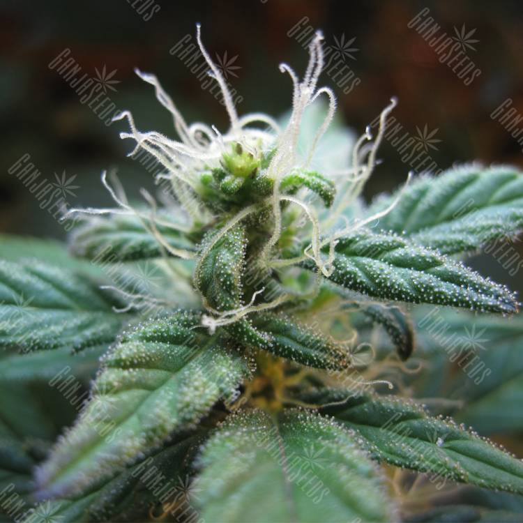 семена конопли для выращивания Blueberry regular Dutch Passion Seeds семена конопли для выращивания Blueberry regular Dutch Passion Seeds