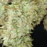 семена конопли элитных сортов White Widow x Big Bud feminised Female Seeds семена конопли элитных сортов White Widow x Big Bud feminised Female Seeds