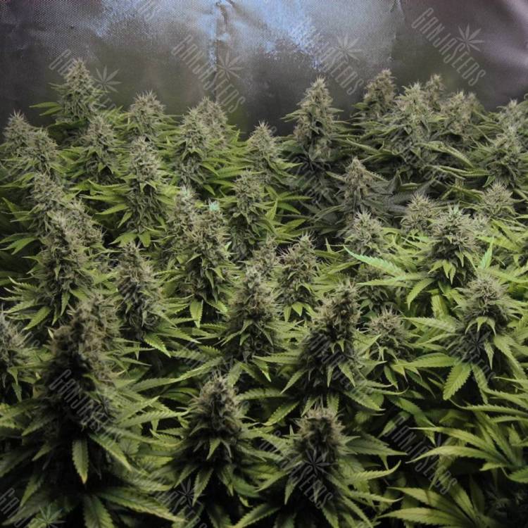 семена конопли аутдор White Widow x Big Bud feminised Female Seeds семена конопли аутдор White Widow x Big Bud feminised Female Seeds