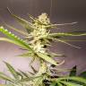 семена конопли элитных сортов Silver Bubble regular Reserva Privada семена конопли элитных сортов Silver Bubble regular Reserva Privada