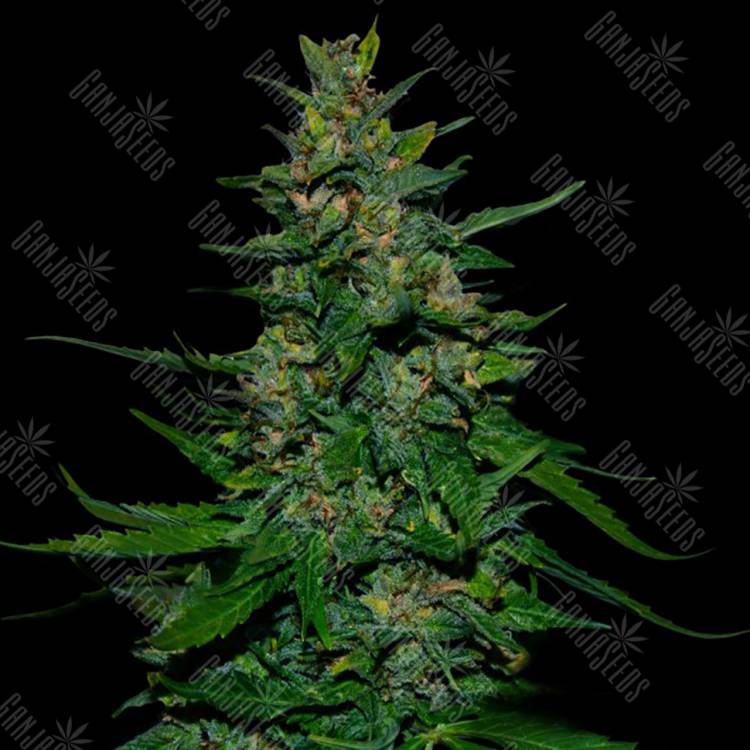семена конопли гидропоники Auto Timanfaya feminised VIP Seeds семена конопли гидропоники Auto Timanfaya feminised VIP Seeds