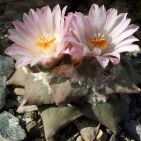 Ariocarpus retusus 2.0