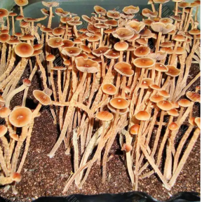 Psilocybe Galindoi Atlantis