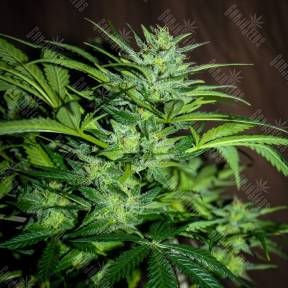 Auto Black Tisa regular Ganja Seeds
