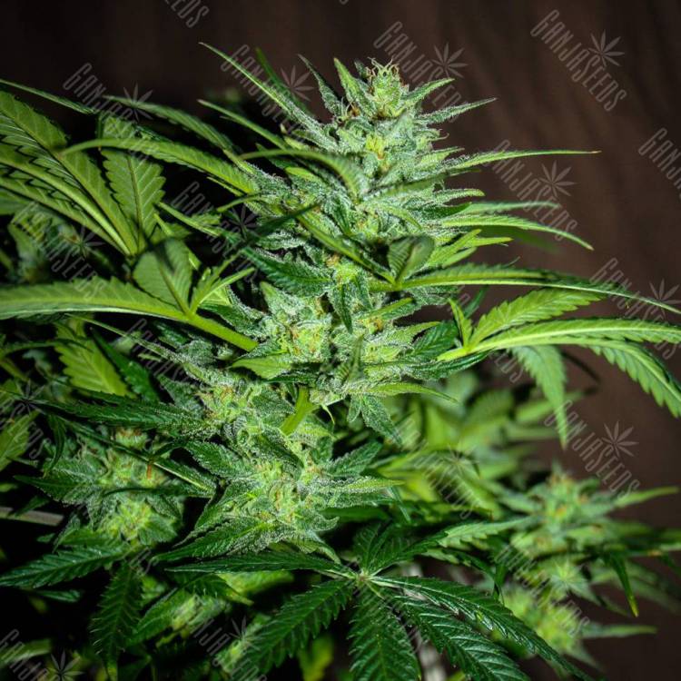 семена конопли курьером Auto Black Tisa regular семена конопли курьером Auto Black Tisa regular