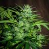 семена конопли курьером Auto Black Tisa regular семена конопли курьером Auto Black Tisa regular