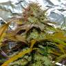 семена конопли элитных сортов Grapefruit Diesel feminised семена конопли элитных сортов Grapefruit Diesel feminised