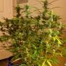 семена конопли аутдор Grapefruit Diesel feminised семена конопли аутдор Grapefruit Diesel feminised