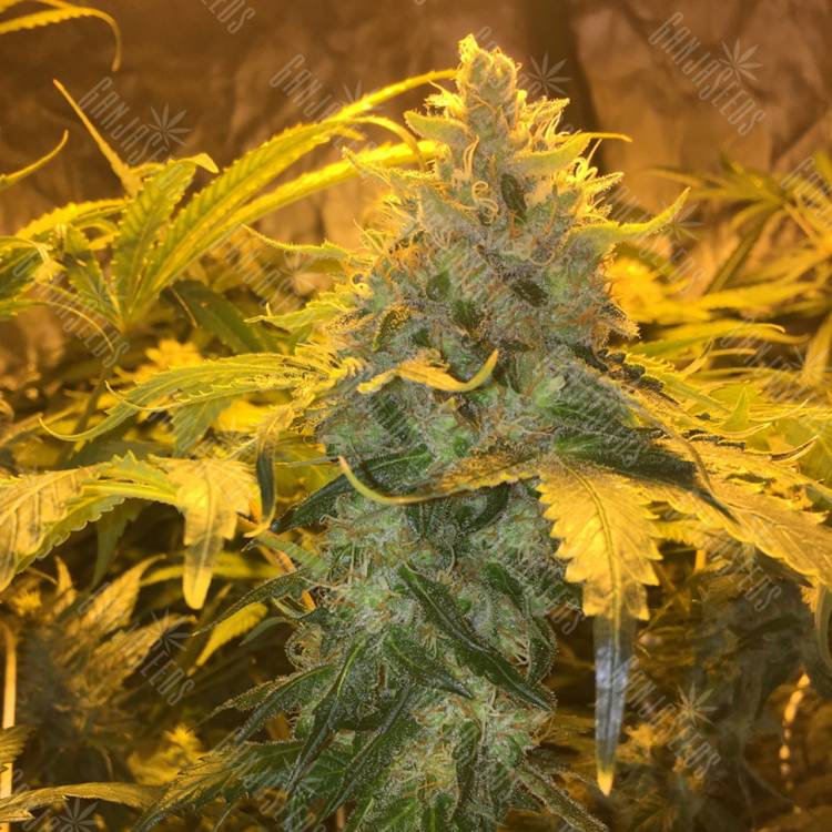 семена конопли для посадки купить Grapefruit Diesel feminised семена конопли для посадки купить Grapefruit Diesel feminised