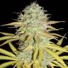 семена конопли в интернете Grapefruit Diesel feminised семена конопли в интернете Grapefruit Diesel feminised