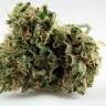 семена конопли гидропоники Grapefruit Diesel feminised семена конопли гидропоники Grapefruit Diesel feminised