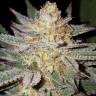 семена индийской конопли Grapefruit Diesel feminised семена индийской конопли Grapefruit Diesel feminised