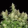 Auto Sol Haze feminised Seeds of Life Auto Sol Haze feminised Seeds of Life