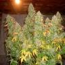 Auto Sol Haze feminised Seeds of Life Auto Sol Haze feminised Seeds of Life