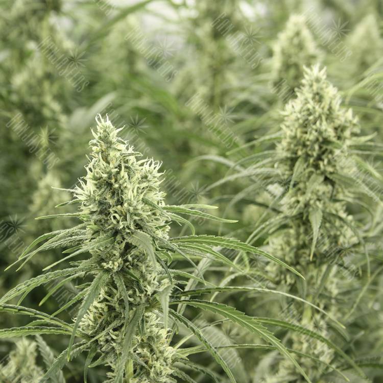 Auto Sol Haze feminised Seeds of Life Auto Sol Haze feminised Seeds of Life