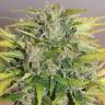 семена индийской конопли Balkhash feminised Bang Seeds семена индийской конопли Balkhash feminised Bang Seeds