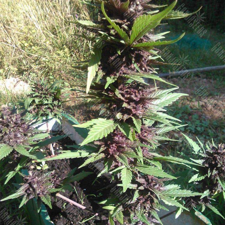 семена конопли в интернете Auto Crystal Meth regular семена конопли в интернете Auto Crystal Meth regular