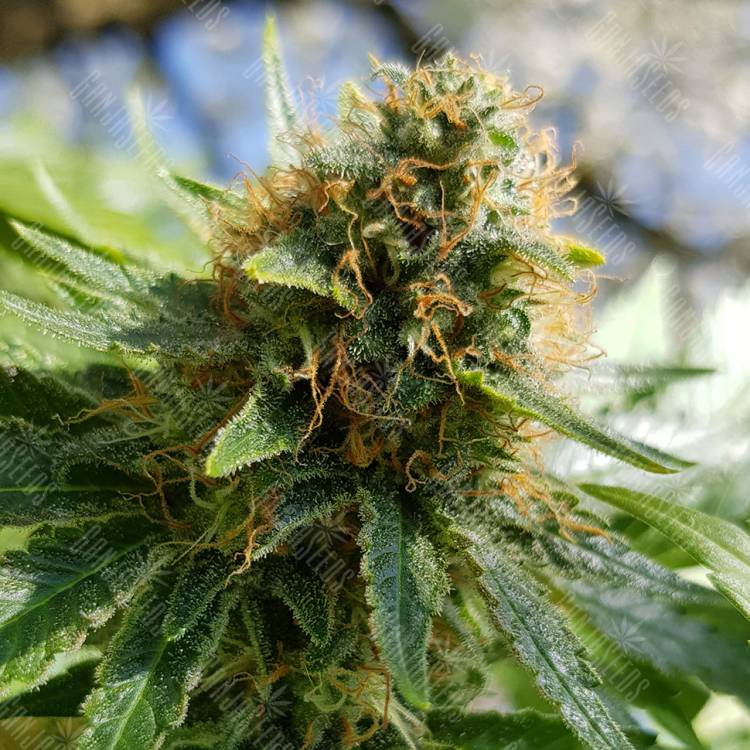 семена конопли аутдор Somango regular Ganja Seeds семена конопли аутдор Somango regular Ganja Seeds