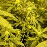 семена конопли f1 в оригинальной упаковке Amnesia Lemon feminised Barneys Farm семена конопли f1 в оригинальной упаковке Amnesia Lemon feminised Barneys Farm