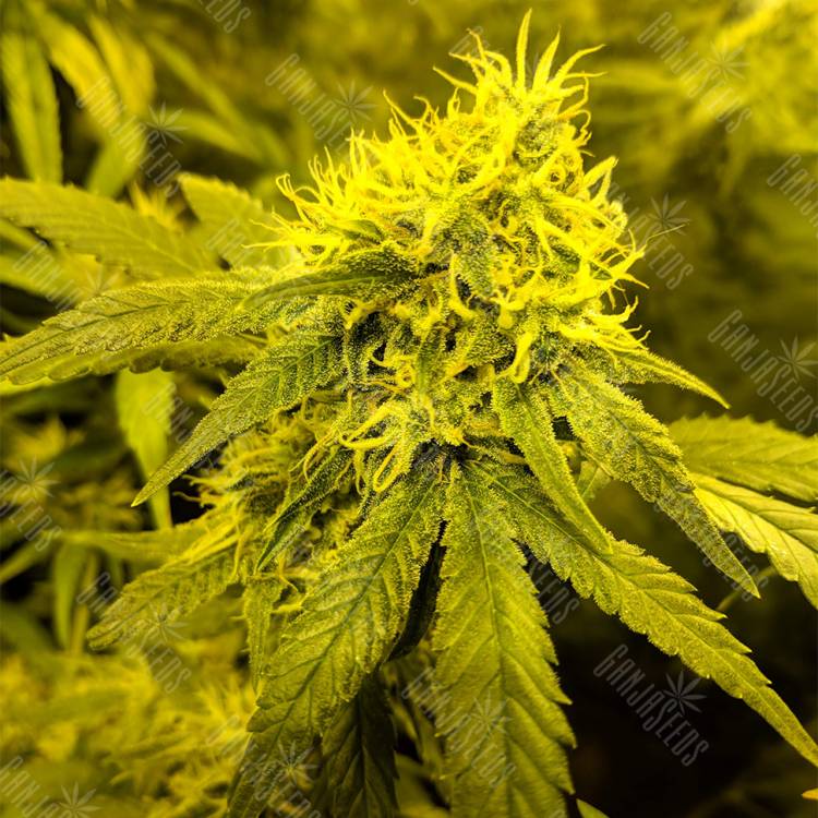 семена конопли интернет магазин Amnesia Lemon feminised Barneys Farm семена конопли интернет магазин Amnesia Lemon feminised Barneys Farm