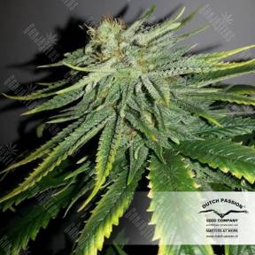 Durban Poison regular Dutch Passion Seeds