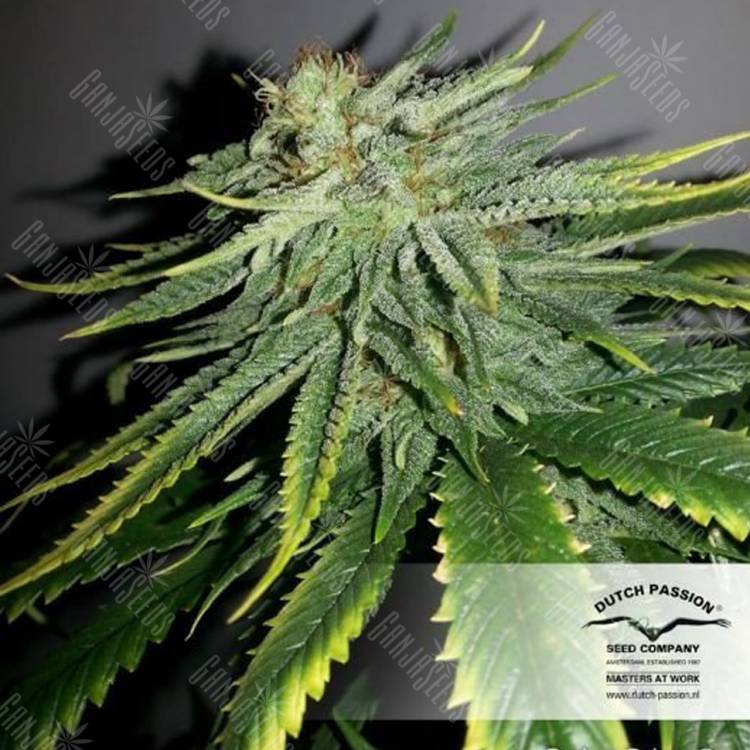 семена конопли дешево Durban Poison regular Dutch Passion Seeds