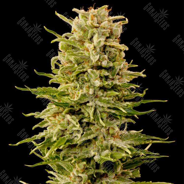 семена конопли аутдор Auto AK feminised Grass-o-Matic семена конопли аутдор Auto AK feminised Grass-o-Matic