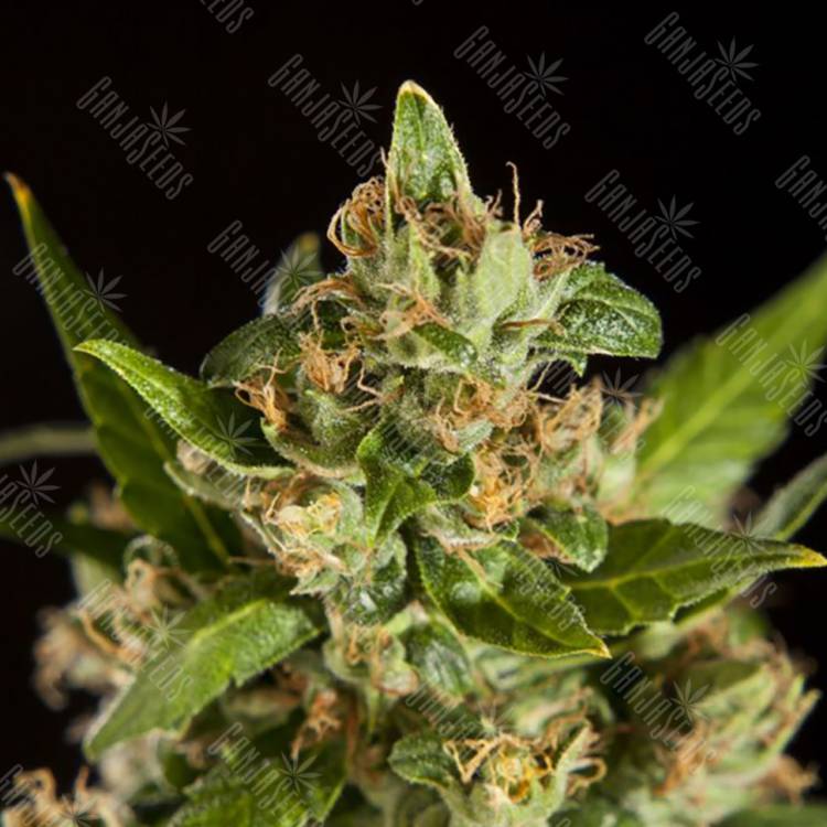 семена конопли гидропоники Jamaican Blueberry BX regular Philosopher Seeds семена конопли гидропоники Jamaican Blueberry BX regular Philosopher Seeds