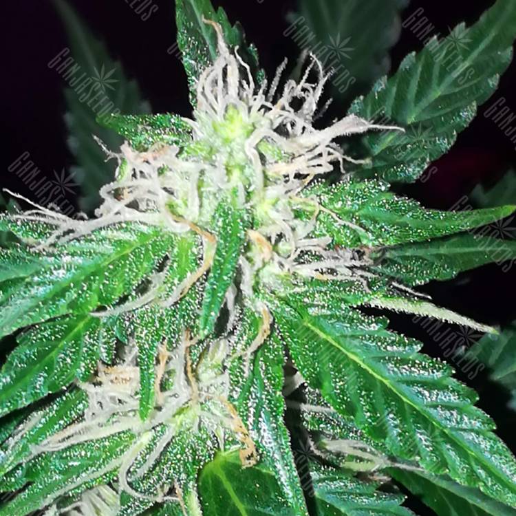 семена конопли дешево Auto Vip feminised VIP Seeds семена конопли дешево Auto Vip feminised VIP Seeds