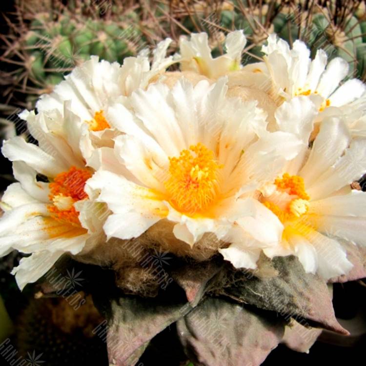 Семена кактуса Ariocarpus retusus