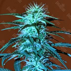 Auto Anesthesia regular Ganja Seeds