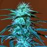 заказ семян конопли Auto Anesthesia regular