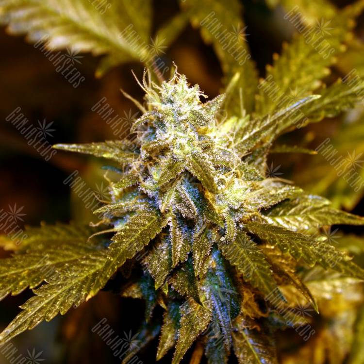 Alakazam feminised Seedmakers Seeds