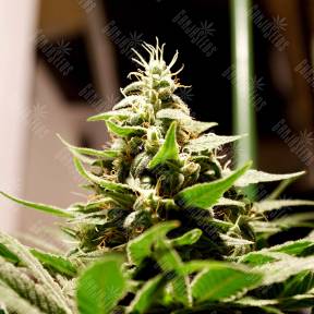 Bars feminised Bang Seeds