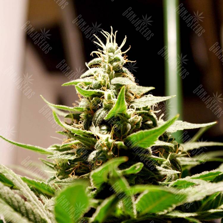 семена индийской конопли Bars feminised Bang Seeds