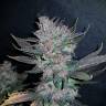 семена конопли скороспелый купить Auto Dark Devil regular