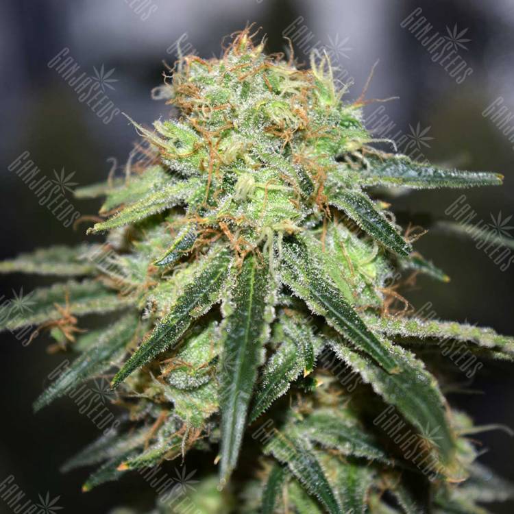 семена конопли в интернете Super Bud regular Ganja Seeds семена конопли в интернете Super Bud regular Ganja Seeds