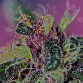 Ayahuasca Purple feminised Barneys Farm