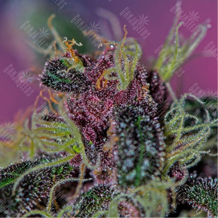 урожайные семена конопли Ayahuasca Purple feminised Barneys Farm урожайные семена конопли Ayahuasca Purple feminised Barneys Farm