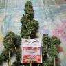 семена конопли феминизированные Euforia regular Dutch Passion Seeds семена конопли феминизированные Euforia regular Dutch Passion Seeds
