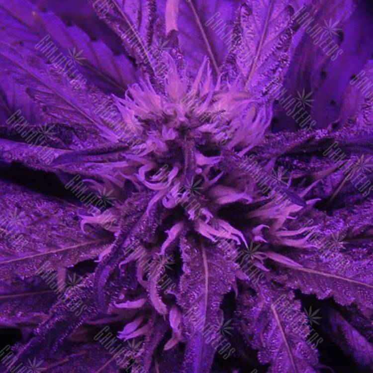 семена конопли курьером Kaboom aka La Reina de Africa feminised Kannabia Seeds семена конопли курьером Kaboom aka La Reina de Africa feminised Kannabia Seeds