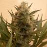 семена конопли Chrystal regular Nirvana Seeds семена конопли Chrystal regular Nirvana Seeds