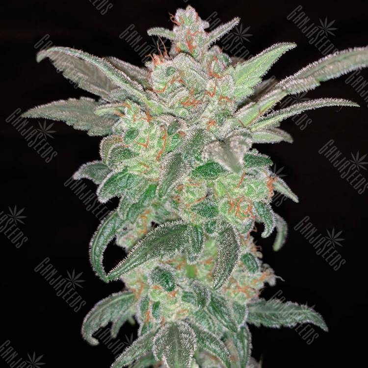 семена конопли Auto Mohan Ram feminised Sweet Seeds семена конопли Auto Mohan Ram feminised Sweet Seeds