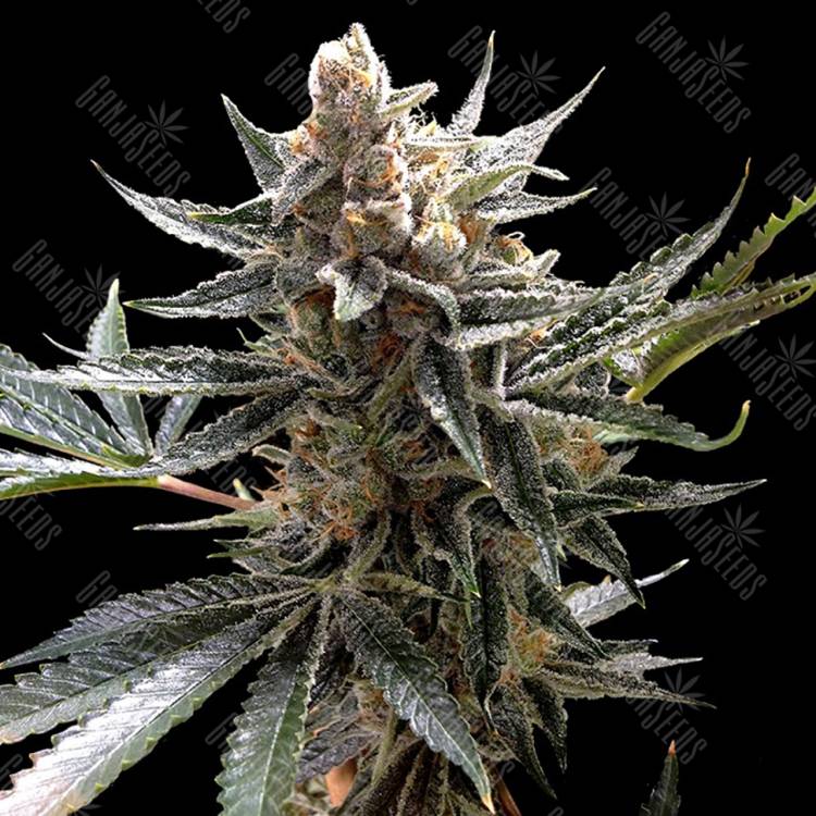 семена конопли в фирменной упаковке Tangie regular Reserva Privada семена конопли в фирменной упаковке Tangie regular Reserva Privada