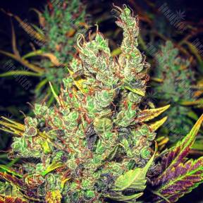 Pepoberry feminised Ganja Seeds