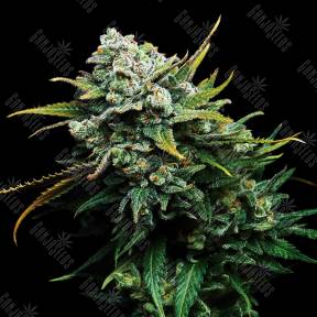 Blizzard feminised Seedmakers Seeds