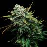 Blizzard feminised Seedmakers Seeds
